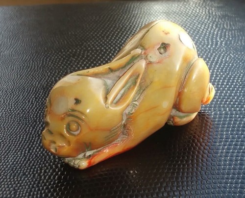 Koralle korallenast hase coral - koralle,